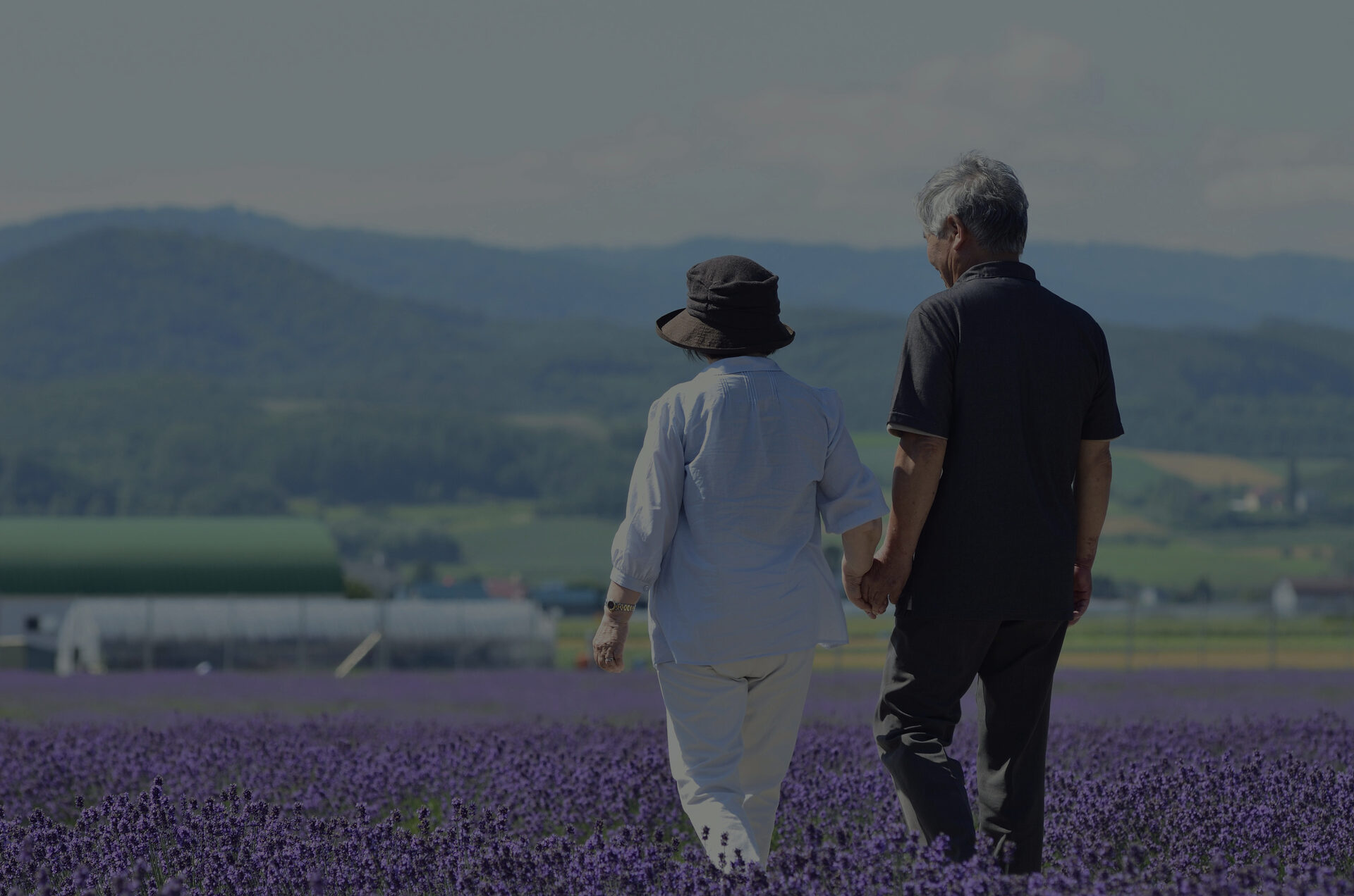 An older couple walking together through a lavender field